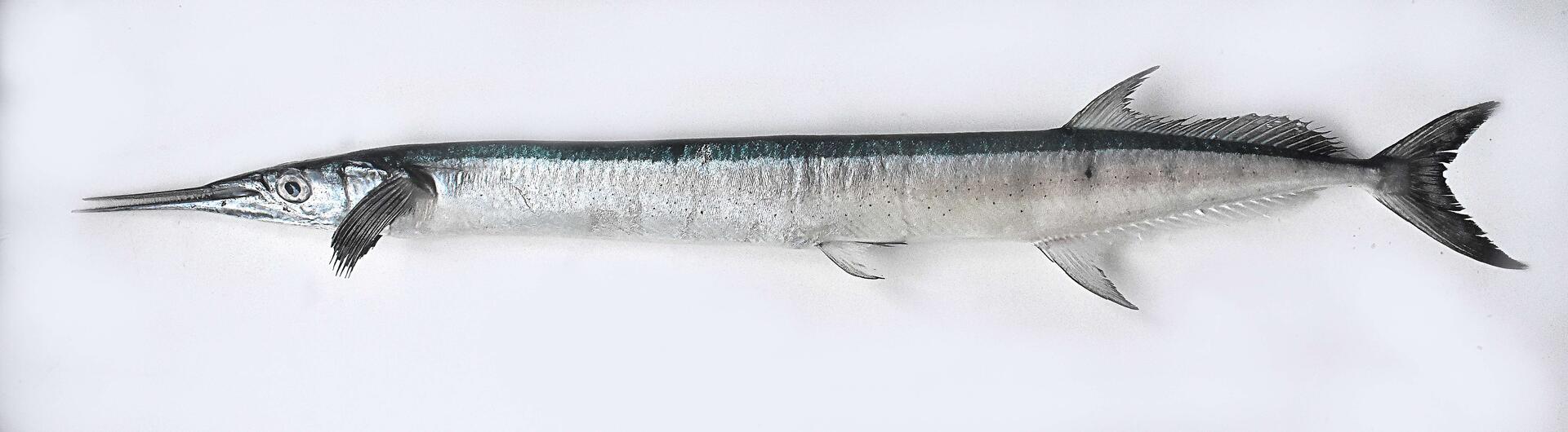 CMFRI identifies two new species of needlefish from Indian waters