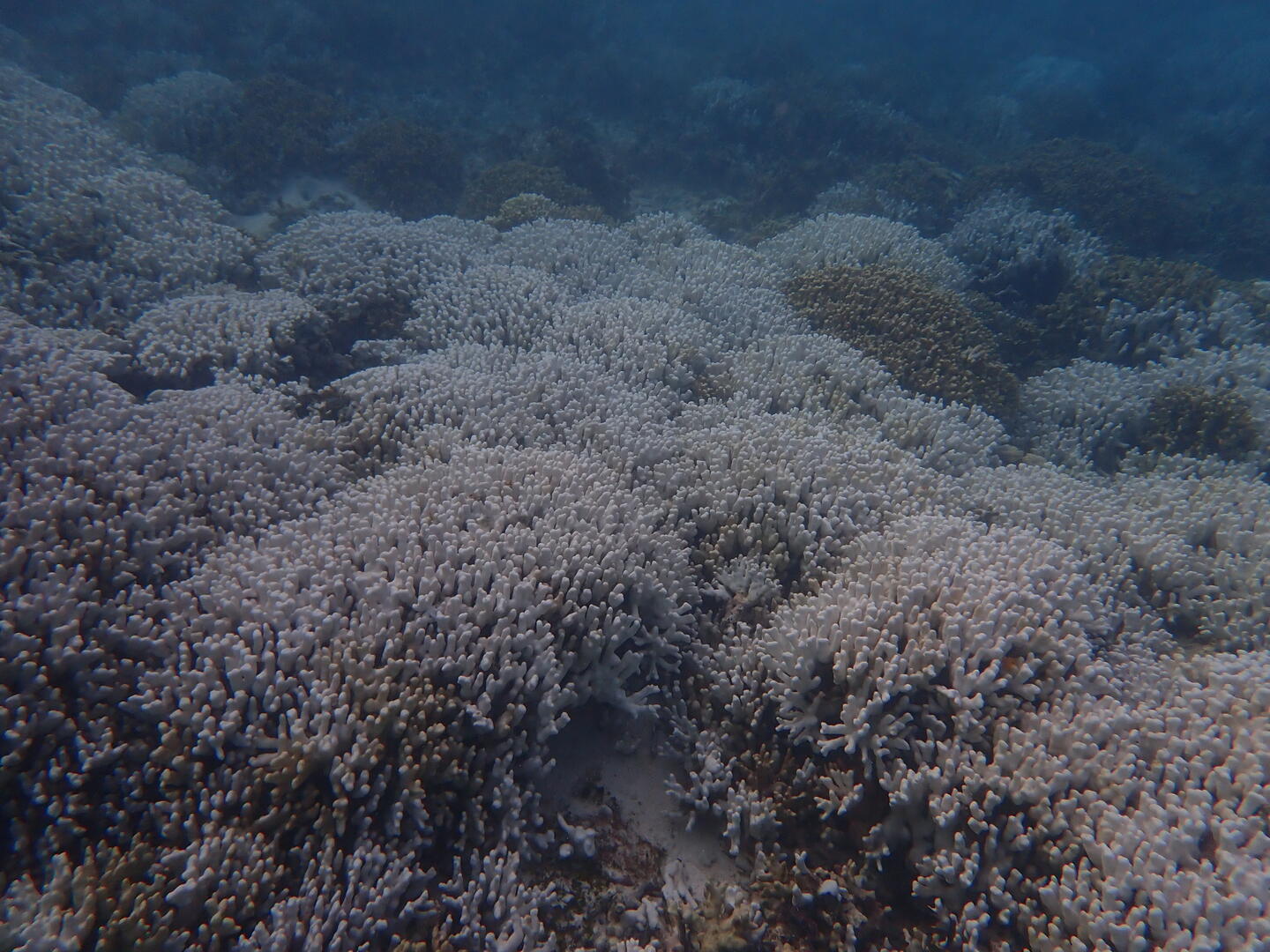 Marine heatwaves: Intense coral bleaching recorded in Lakshadweep