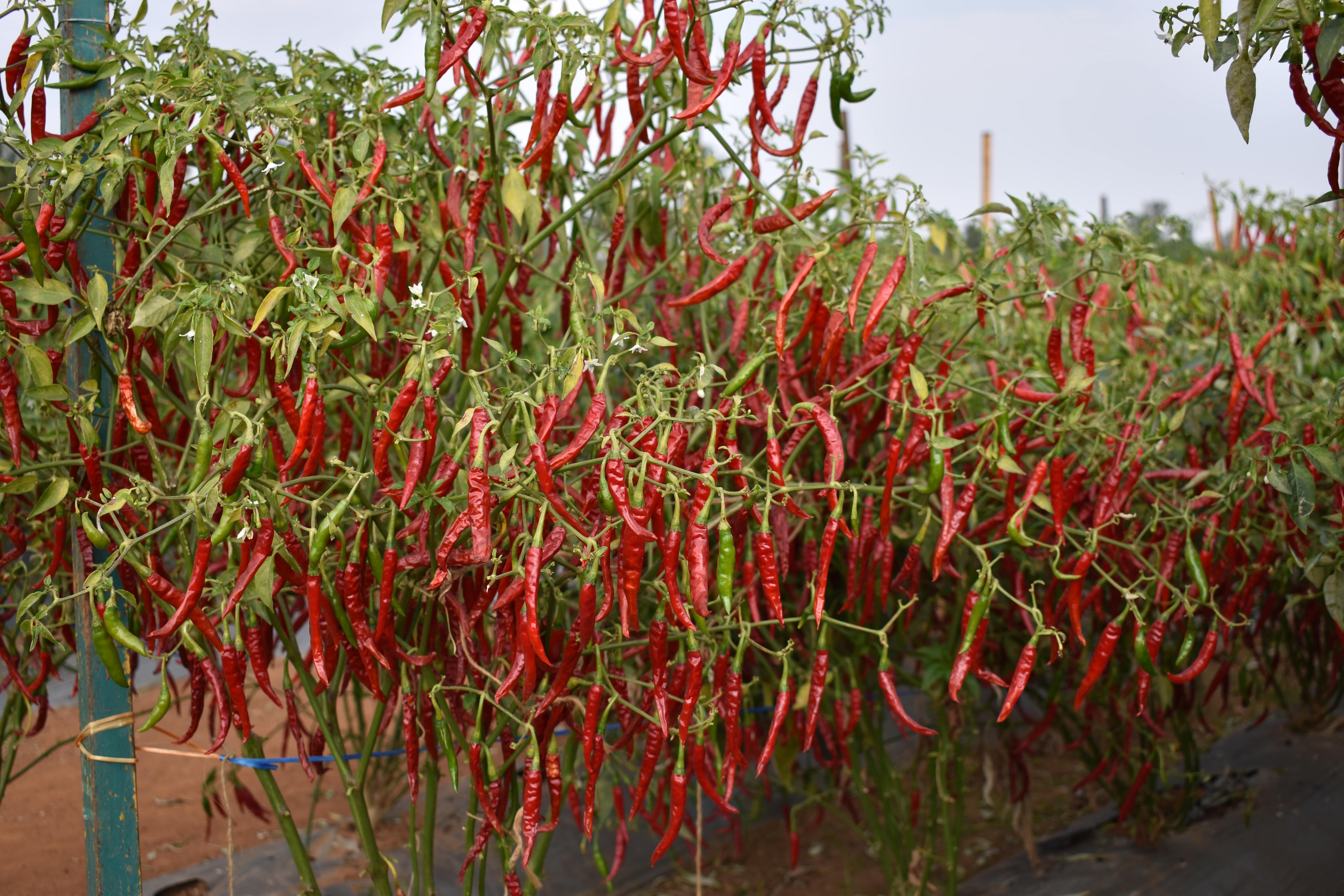 Laava hybrid from East-West Seed India making a positive impact for chilli farmers in Telangana