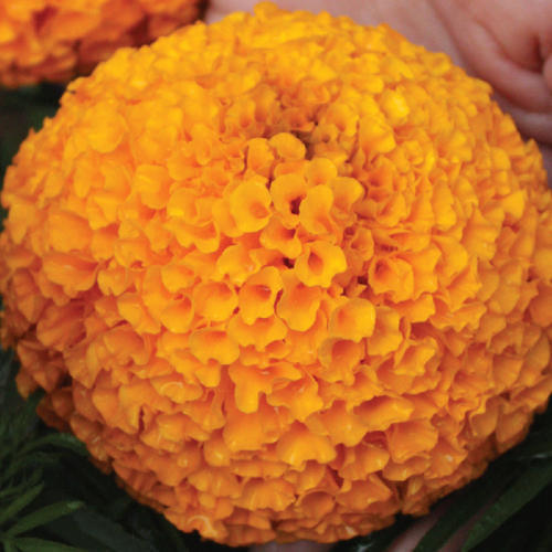 Orange Ball, a new marigold hybrid from East-West Seed India is winning hearts of Maharashtra farmers